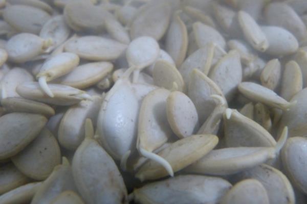 哈密瓜种子怎么种