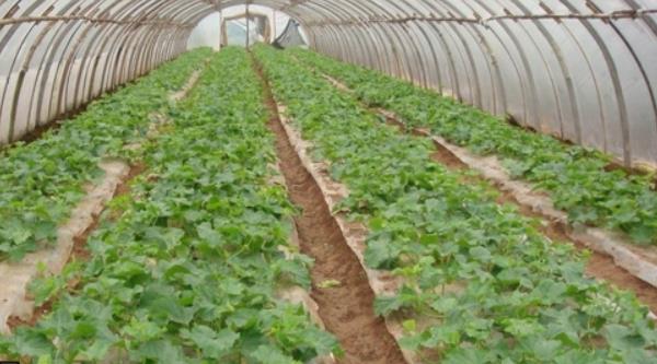 哈密瓜种子怎么种