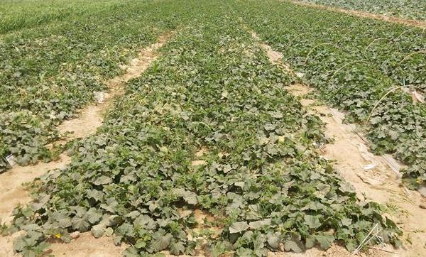 哈密瓜种子怎么种