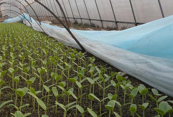 哈密瓜种子种植方法