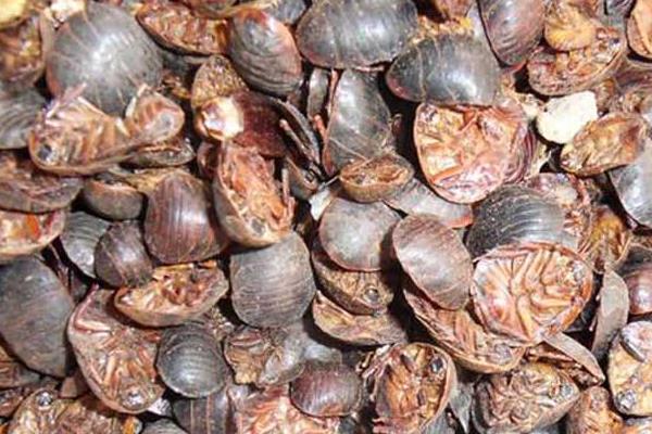 养殖土元轻松年赚十万