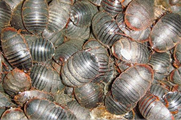 养殖土元轻松年赚十万