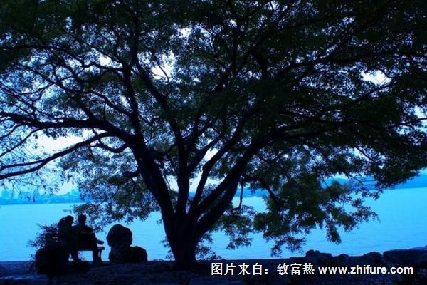 李子树下埋死人是什么意思