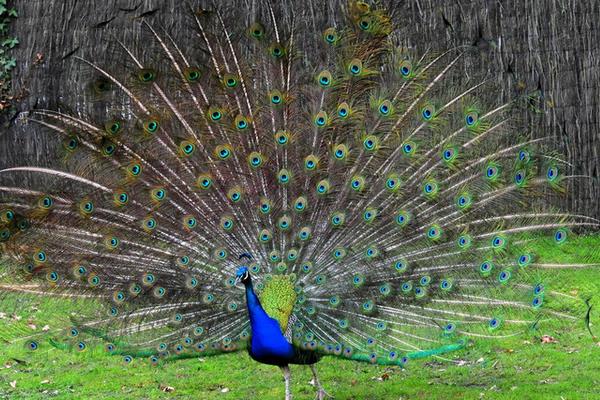 养蓝孔雀能赚钱吗?饲养蓝孔雀有哪些风险?