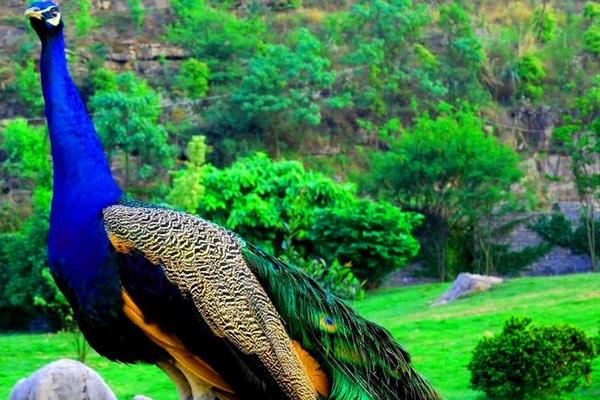 养蓝孔雀能赚钱吗?饲养蓝孔雀有哪些风险?