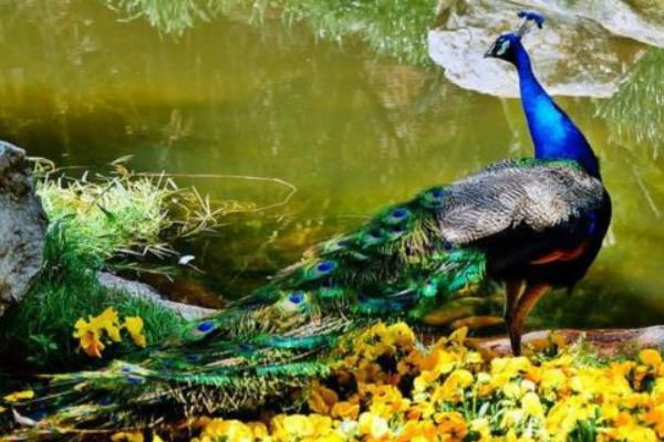 养蓝孔雀能赚钱吗?饲养蓝孔雀有哪些风险?