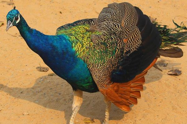 养蓝孔雀能赚钱吗?饲养蓝孔雀有哪些风险?