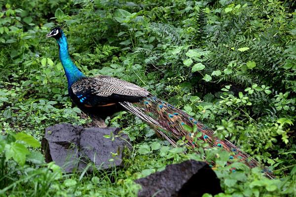 养蓝孔雀能赚钱吗?饲养蓝孔雀有哪些风险?