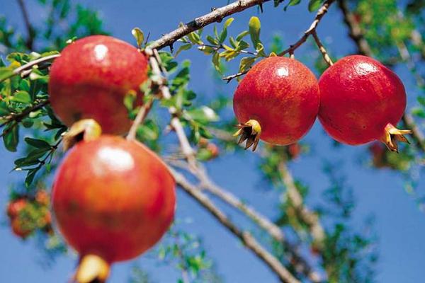 2018种石榴赚钱吗?石榴种植的利润与投资成本及前景预测