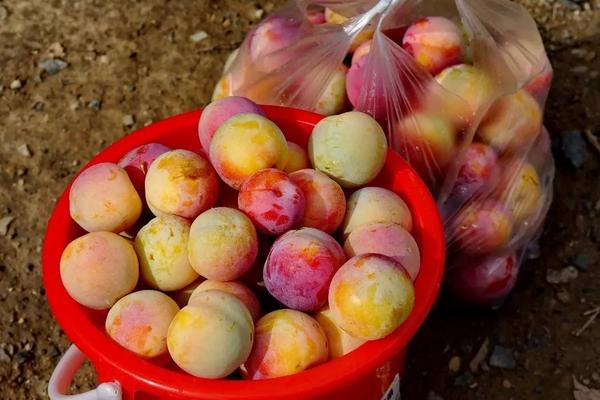 李子树下埋死人是什么意思