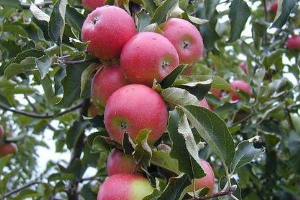 2018种苹果赚钱吗?苹果种植的利润与投资成本及前景预测