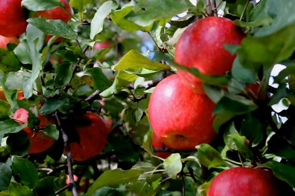 2018种苹果赚钱吗?苹果种植的利润与投资成本及前景预测