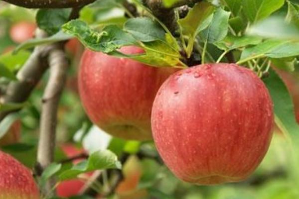 2018种苹果赚钱吗?苹果种植的利润与投资成本及前景预测