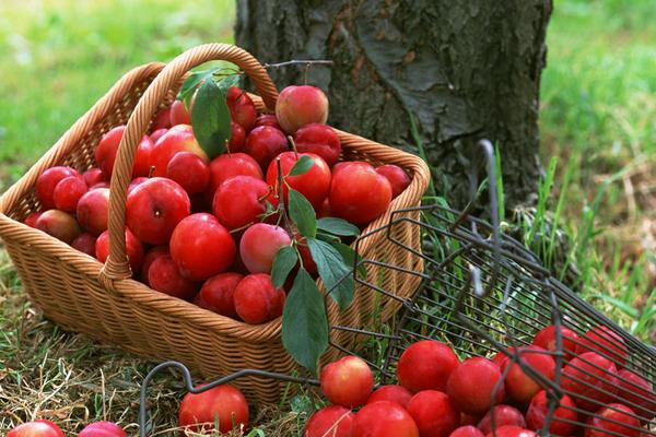 李子树下埋死人是什么意思