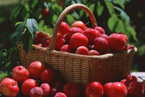 李子树下埋死人是什么意思