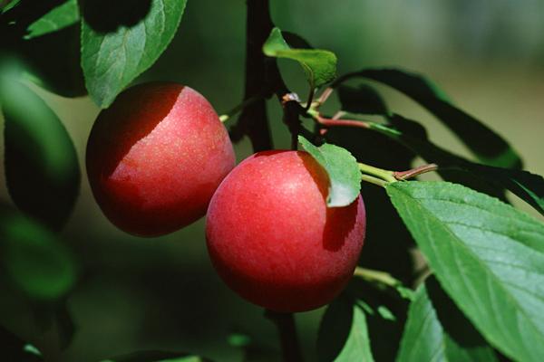 李子树下埋死人是什么意思