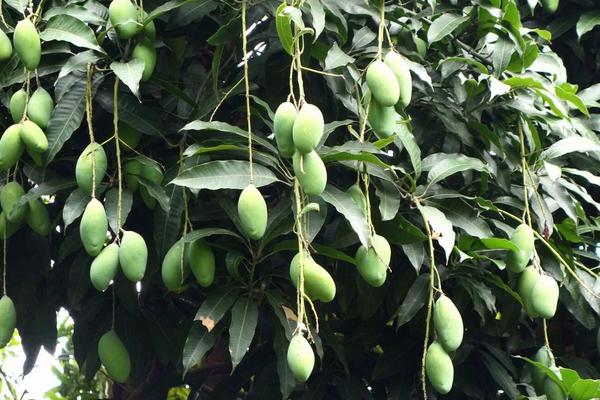 2018种芒果赚钱吗?芒果种植的利润与投资成本及前景预测