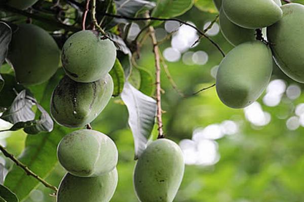 2018种芒果赚钱吗?芒果种植的利润与投资成本及前景预测