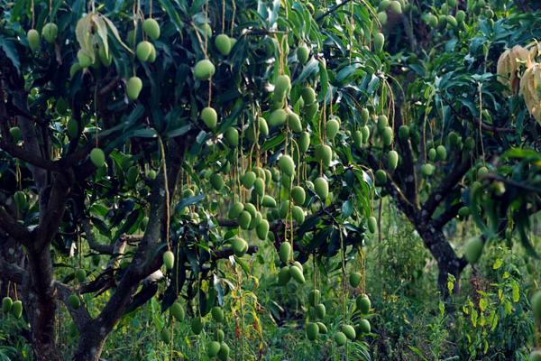 2018种芒果赚钱吗?芒果种植的利润与投资成本及前景预测