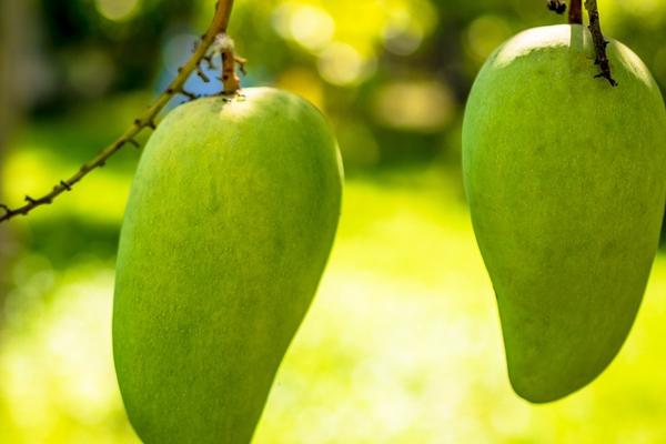 2018种芒果赚钱吗?芒果种植的利润与投资成本及前景预测