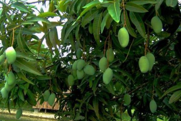 2018种芒果赚钱吗?芒果种植的利润与投资成本及前景预测