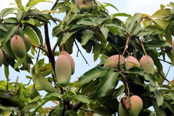 2018种芒果赚钱吗?芒果种植的利润与投资成本及前景预测