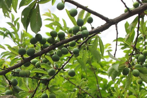 李子树下埋死人是什么意思