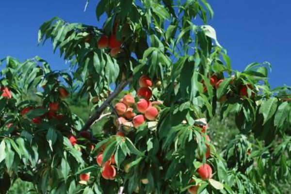 2018种桃树赚钱吗?桃树种植的利润与投资成本及前景预测