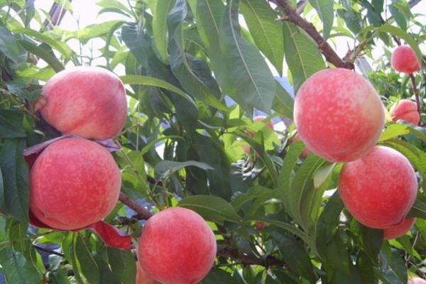 2018种桃树赚钱吗?桃树种植的利润与投资成本及前景预测