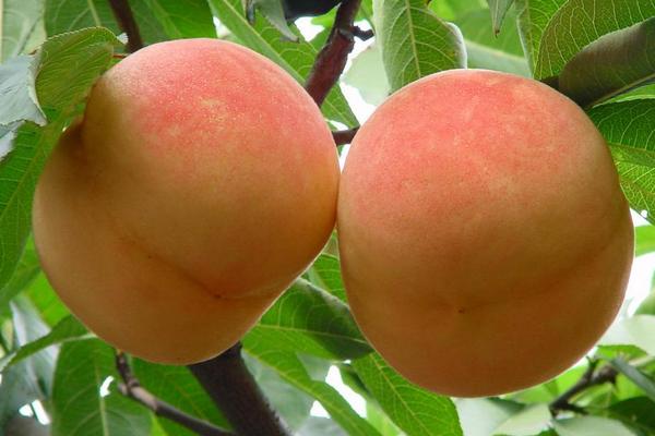 2018种桃树赚钱吗?桃树种植的利润与投资成本及前景预测