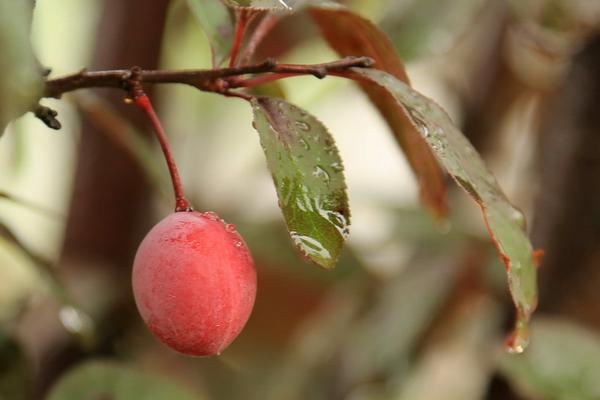 李子树下埋死人是什么意思