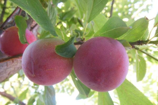 2018种李子赚钱吗?李子种植的利润与投资成本及前景预测