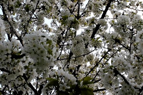 2018种李子赚钱吗?李子种植的利润与投资成本及前景预测