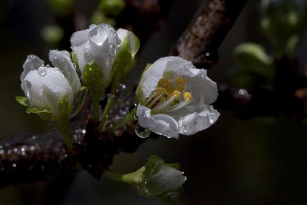 2018种李子赚钱吗?李子种植的利润与投资成本及前景预测
