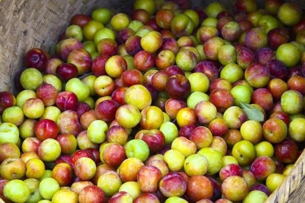 2018种李子赚钱吗?李子种植的利润与投资成本及前景预测