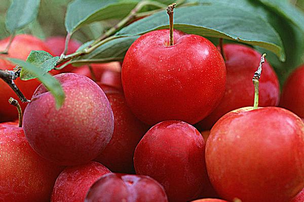 2018种李子赚钱吗?李子种植的利润与投资成本及前景预测