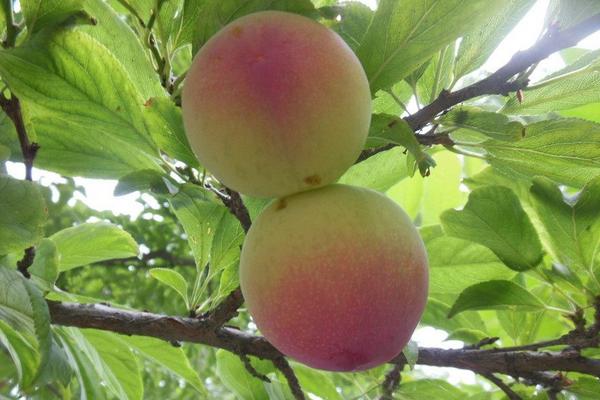 2018种李子赚钱吗?李子种植的利润与投资成本及前景预测