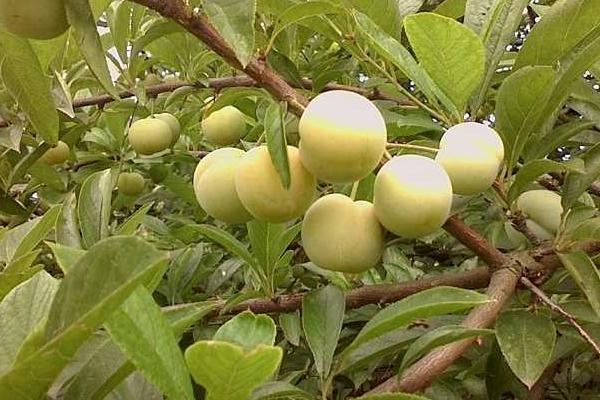 2018种李子赚钱吗?李子种植的利润与投资成本及前景预测