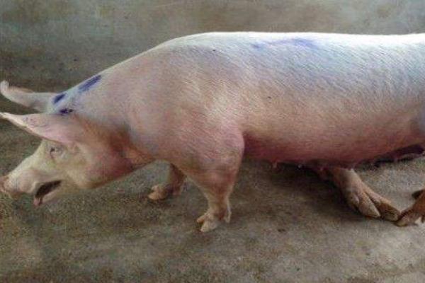 猪喘气病怎么治?常见草药治疗方法