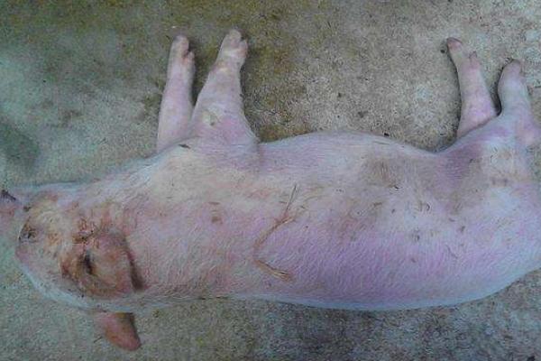 猪喘气病怎么治?常见草药治疗方法