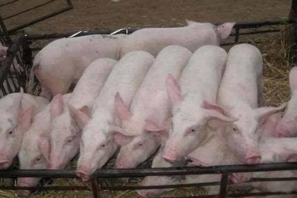 猪喘气病怎么治?常见草药治疗方法