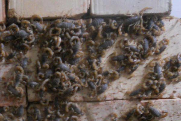 蝎子养殖风险利润并存