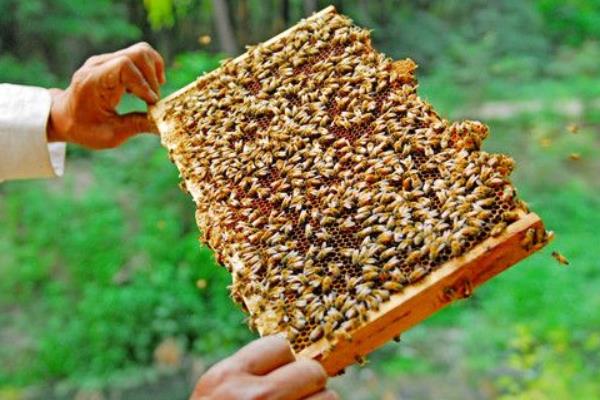 养蜂新思路敲开富裕门