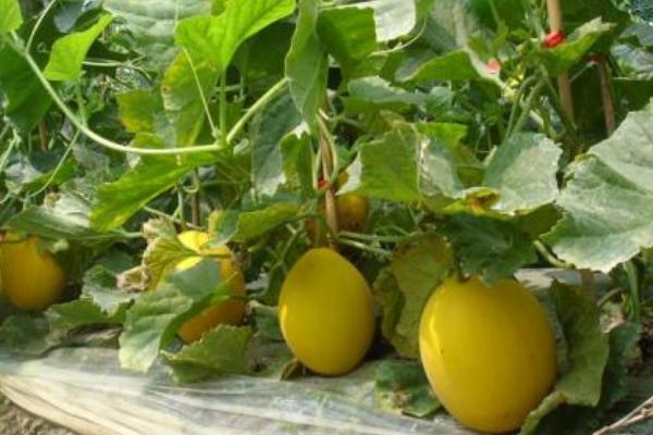 2018种哈密瓜赚钱吗?哈密瓜种植的利润与投资成本及前景预测