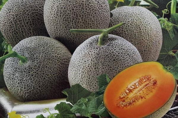 2018种哈密瓜赚钱吗?哈密瓜种植的利润与投资成本及前景预测