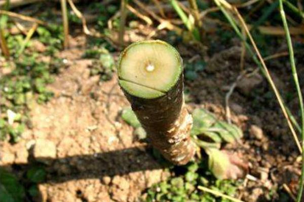 李子树嫁接时间和方法