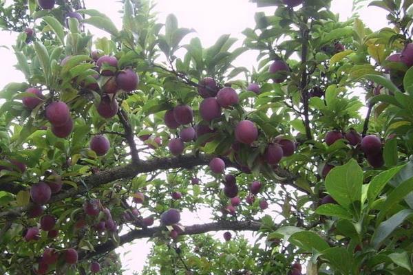 李子树嫁接时间和方法