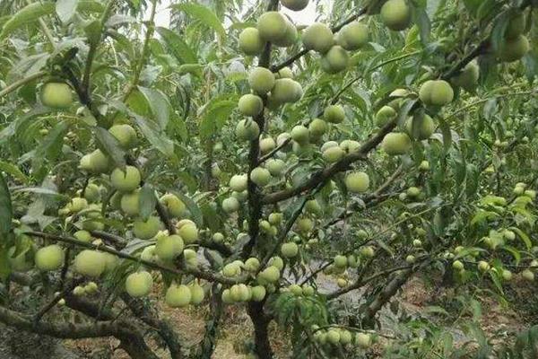 李子树嫁接时间和方法