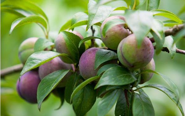 李子树几年结果