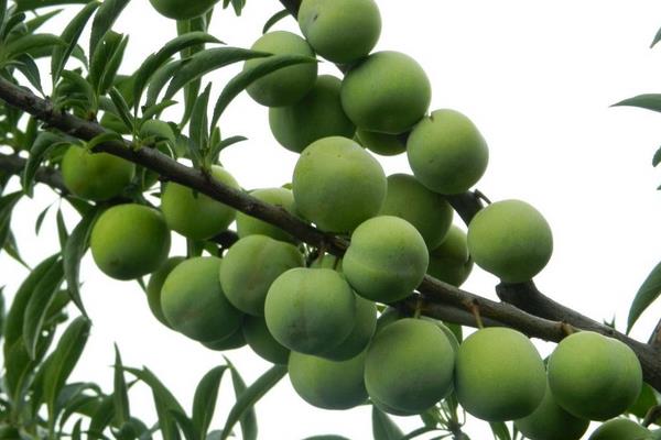 李子树几年结果